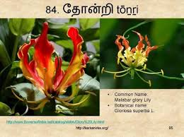 99 tamil flowers photos scientific name. 99 à®šà®™ à®• à®‡à®²à®• à®• à®¯ à®®à®²à®° à®•à®³ Ideas Flower Names Flowers Botanist