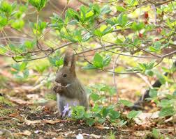 ぴこ on instagram ツツジの木の下で 2020 5 15 エゾリス リス エゾ動物 北海道 ツツジ スミレ 春 nature naturephotography naturelovers nuts about squir esquilo coelhos