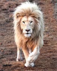 The Mane Attraction King Lion Shows Off All Its Beauty In South Africa Storytrender Lion Images Lions Photos Beautiful Lion