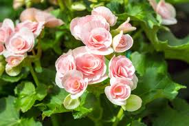 Image result for Begonia horticola