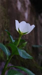 Image result for Ludwigia adscendens