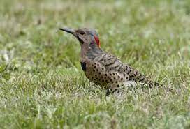 Alabama State Bird Yellowhammer Northern Flicker