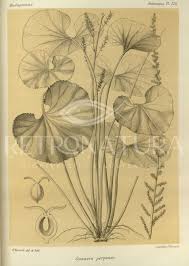 Image result for Gunnera perpensa