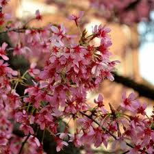 We did not find results for: Lo Spettacolo Dell Hanami A Milano Ecco Dove Vedere Gli Alberi In Fiore