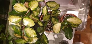 Check spelling or type a new query. Tricolour Or Australis Lisa Hoyas