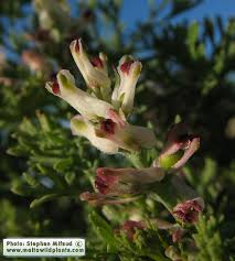 Image result for Fumariaceae