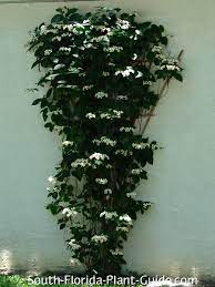 Check spelling or type a new query. Bleeding Heart Vine
