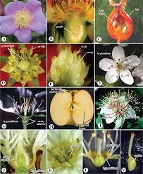 Image result for Apodanthaceae