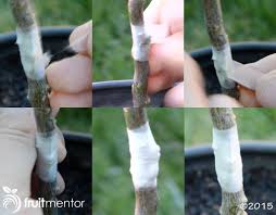 bud grafting citrus trees fruitmentor agronomia