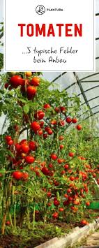 5 Typische Fehler Beim Anbau Von Tomaten Plantura In 2020 Tomaten Zuchten Tomaten Pflanzen Tomaten Garten