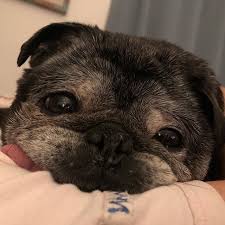 Pugsofinstagram Pug Puppies Old Pug I Love Dogs