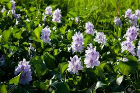 We did not find results for: Water Hyacinth Light Purple Flower Aquatic Plant In Tropical Climate Stock Photo Picture And Royalty Free Image Image 104428288