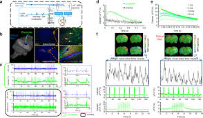 He was considered the top student in his class. Mapping Optogenetically Driven Single Vessel Fmri With Concurrent Neuronal Calcium Recordings In The Rat Hippocampus Nature Communications
