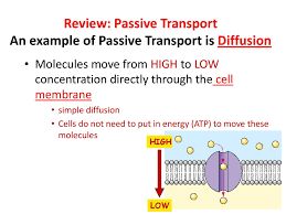 What is an example of diffusion in cells. Section Objectives 1 Explain How The Processes Of Diffusion Passive Transport And Active Transport Occur 2 The Differences Between Active And Passive Ppt Download