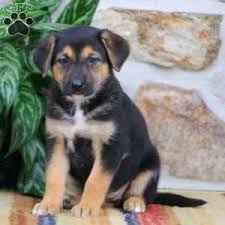 Asking the breeder about the other parent breed and meeting the mother dog can give you a better idea of what size to expect in a basset hound mix. German Shepherd Mix Puppies For Sale Greenfield Puppies