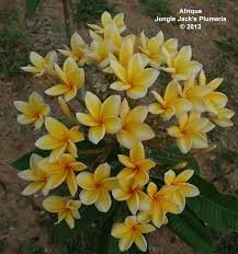 Afrique A Tall Growing Yellow Plumeria That Puts Out An Incredible Bloom In Basketball Size Clusters Interesting S Plumeria Flowers Plumeria Tropical Flowers