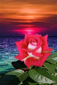 Maria On Twitter In 2020 Rose Flower Wallpaper Beautiful Roses Beautiful Red Roses