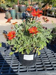 Image result for Arctotis hybrids