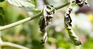 Secure the string to the soil at the base of your tomato with a garden pin by winding the string around the pin and shoving it in the soil. 10 Common Tomato Plant Problems And How To Fix Them Farmers Almanac