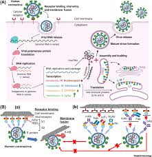 Explore literature, identify clinical trials, and compounds used in them. Neutralizing Antibodies Against Sars Cov 2 And Other Human Coronaviruses Trends In Immunology