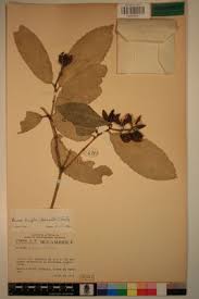 Image result for Rinorea ilicifolia