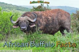 Find bufallo coloring pages collection that you can download for free here. African Buffalo Facts Pictures Video In Depth Information For Kids Adults