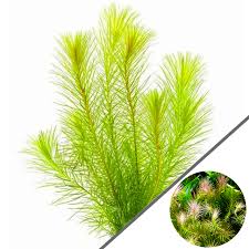 Image result for Mayaca