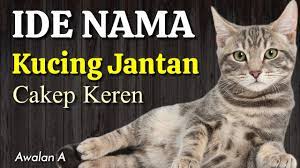 Bijak, bisa membedakan mana yang benar dan salah; Keren Ide Nama Kucing Yang Bagus Dalam Islam Nama Anak Kucing Jantan Lucu Bahasa Arab Awalan A Youtube