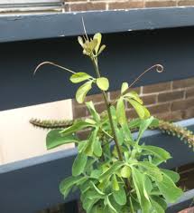 Image result for Adenia rumicifolia