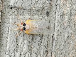 The first wave of puzzles suddenly stopped, making people think either the puzzler gave up as he couldn't. Warm Temps Will Bring Cicada Tsunami This Week Expert Says Wtop