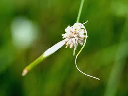 Image result for Rhynchospora gracillima