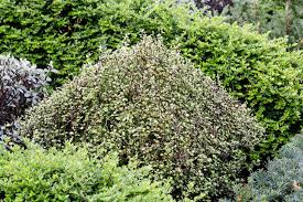 Image result for Pittosporum tenuifolium