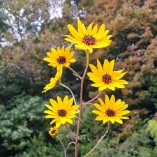 Image result for Helianthus angustifolius