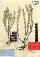 Image result for Sopubia lanata