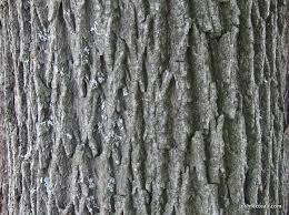 Leaf, bark and wood core samples were taken from a variety of deciduous species including acer spp. Meet The Maples Norway Maple Josh Fecteau