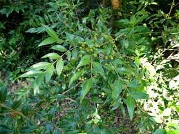 Image result for Mimusops obtusifolia