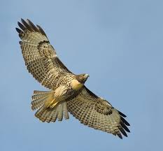 Irish Birds Of Prey Images My Name Means Hawk In Irish Birds Of Prey Red Tailed Hawk Animals Beautiful