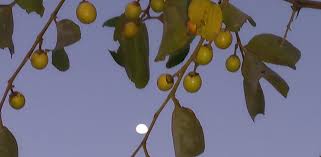 Image result for Ziziphus abyssinica