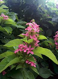 Image result for x Ruttyruspolia 'Phyllis van Heerden'