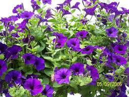 The Gardener S Companion How To Grow Wave Petunias Wave Petunias Petunias Petunia Flower