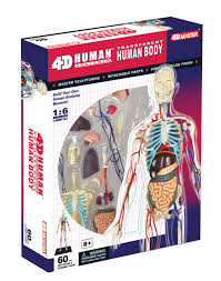 (if r15 layout, size the humanoidrootpart across the entire torso.). 4d Transparent Human Body Anatomy Model Fame Master