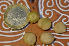 Image result for Albizia anthelmintica