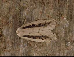 Image result for Chilodes maritima