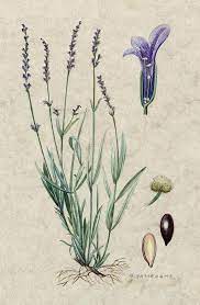 Lavender Botanical Illustration Arte Dell Illustrazione Illustrazione Botanica Piante Di Lavanda
