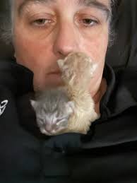 How to care for orphaned kittens in Fresno?