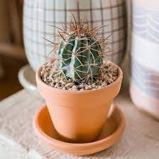 During the growing season, fertilize with a cacti fertilizer mix, and suspend feeding during the select basic ads. Melon Cactus Plant Care Growing Guide