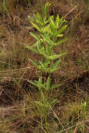 Image result for Fadogia gossweileri