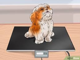 So there is the possibility your pooch will make it to their second. 3 Ways To Feed Your Shih Tzu Wikihow