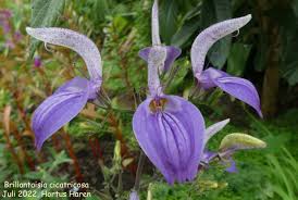 Image result for Brillantaisia cicatricosa