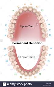 Dental Notation Permanent Teeth Stock Photo 49485761 Alamy